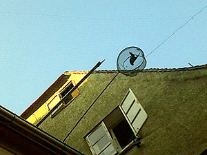 taube1 Taube im Netz