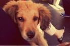 Hund