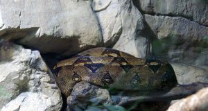 Boa Constrictor