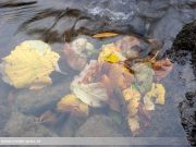 Rettenbachklamm bei Graz