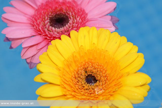 Gerbera Graz