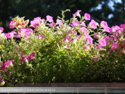 Balkon Graz Blumen