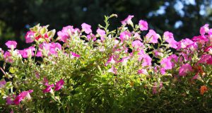 Balkon Graz Blumen