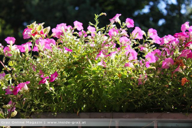 Balkon Graz Blumen