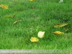 Verbot Laubbläser Laubsauger Blätter