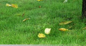 Verbot Laubbläser Laubsauger Blätter