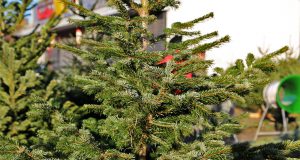 Christbaum Graz kaufen