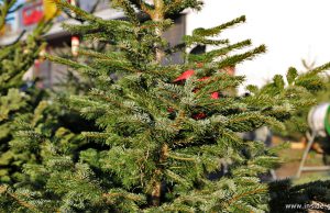 Christbaum Graz kaufen
