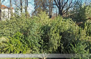 Christbaumsammelstellen in Graz Christbaumsammlung