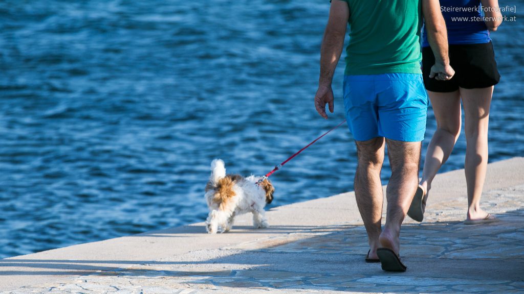 Hund am Meer