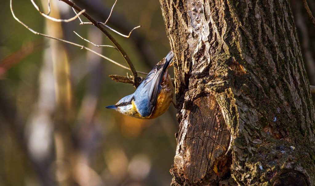 Naturschutzgebiet für Vögel in Graz