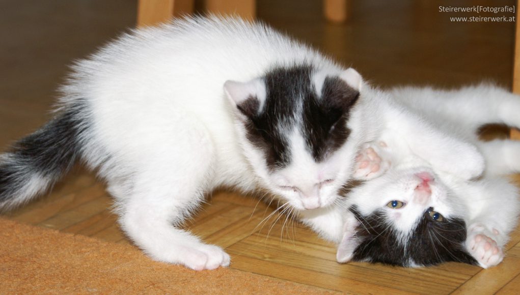 Katzen Haltung in der Wohnung