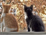 Katzen Fenster Aussicht
