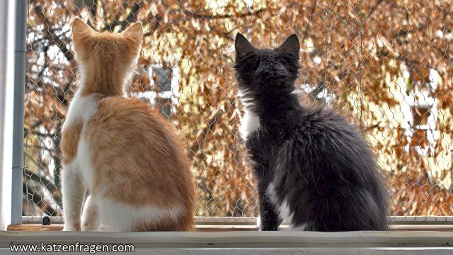 Katzen Fenster Aussicht