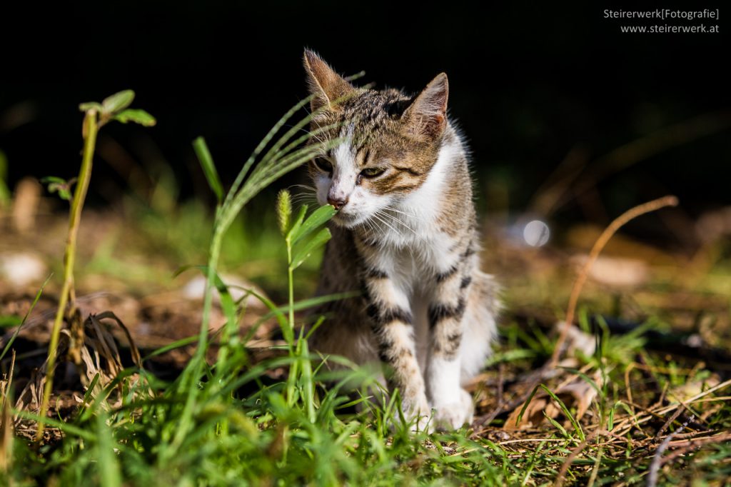 Zeckenschutzmittel Katze