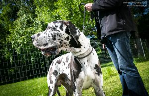 Zeckenschutzmittel Test Hunde Katzen