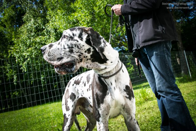 Zeckenschutzmittel Test Hunde Katzen