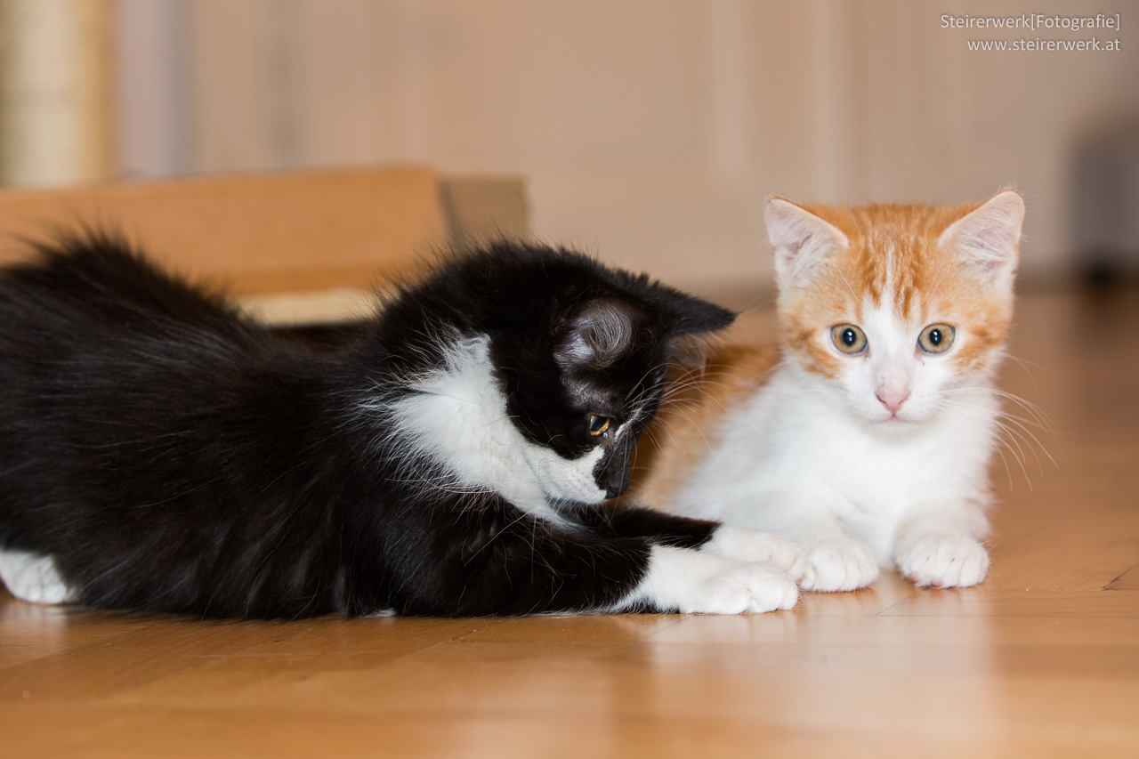 So Findest Du Den Passenden Katzennamen Für Dein Haustier