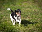 Wettrennen beim Grazer Hundefest