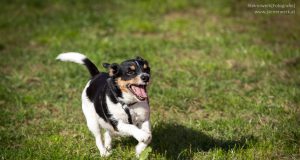 Wettrennen beim Grazer Hundefest