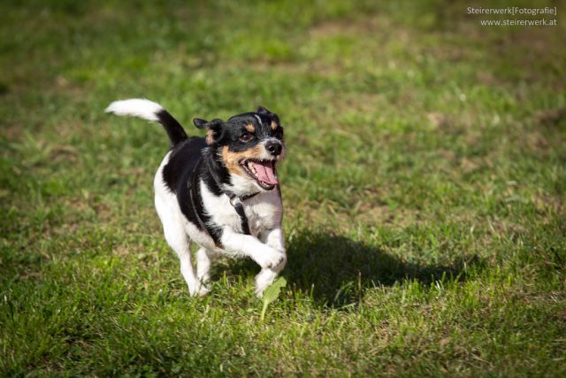 Wettrennen beim Grazer Hundefest