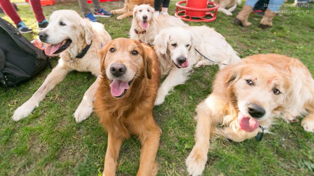 Grazer Hundefest