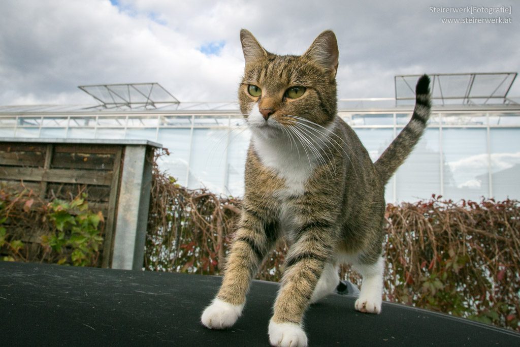 Katze am Autodach