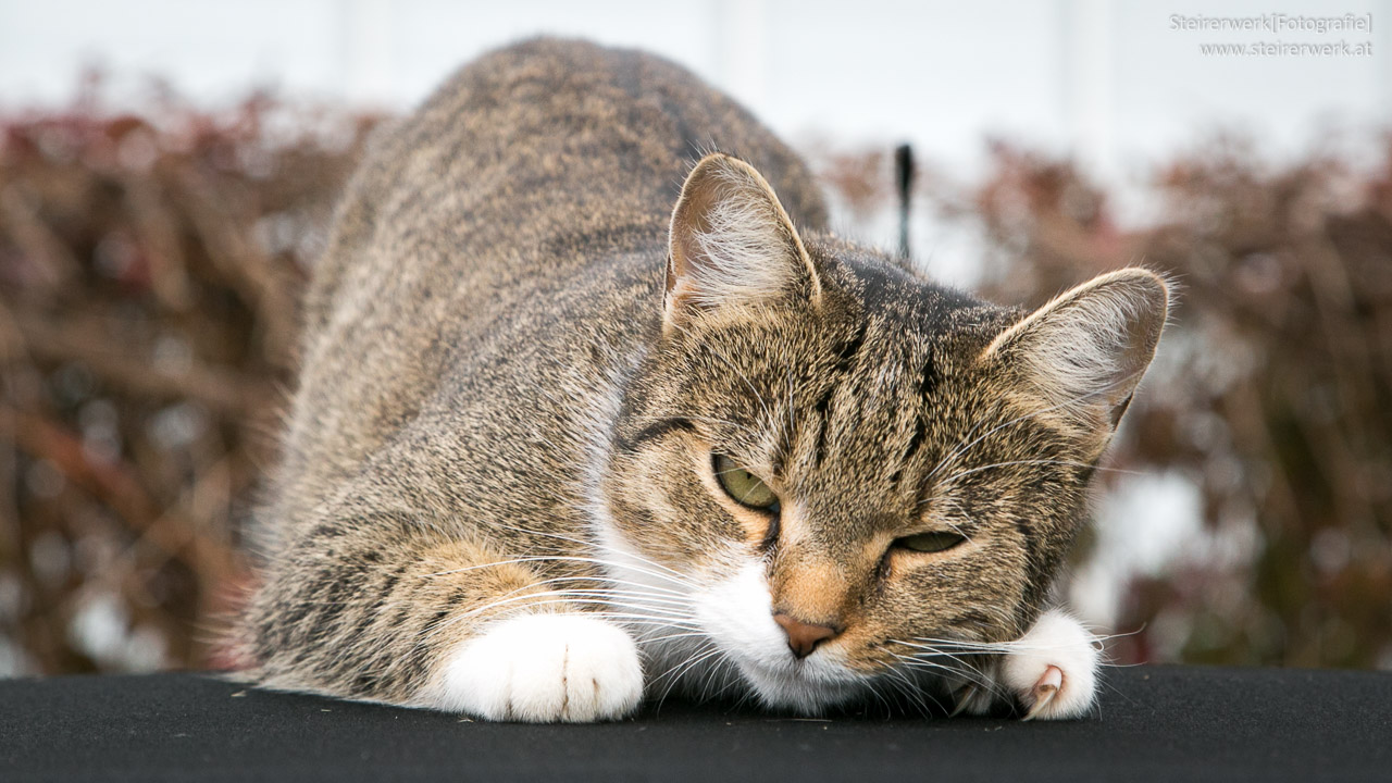 So Findest Du Den Passenden Katzennamen Für Dein Haustier