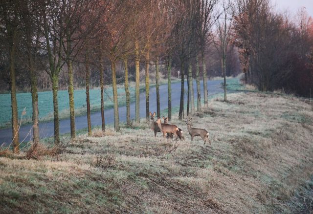 Wildwechsel Straße