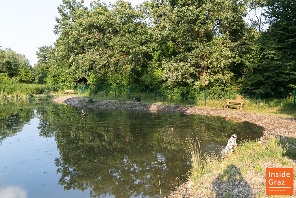 Hundezone Auwiesen bei Graz