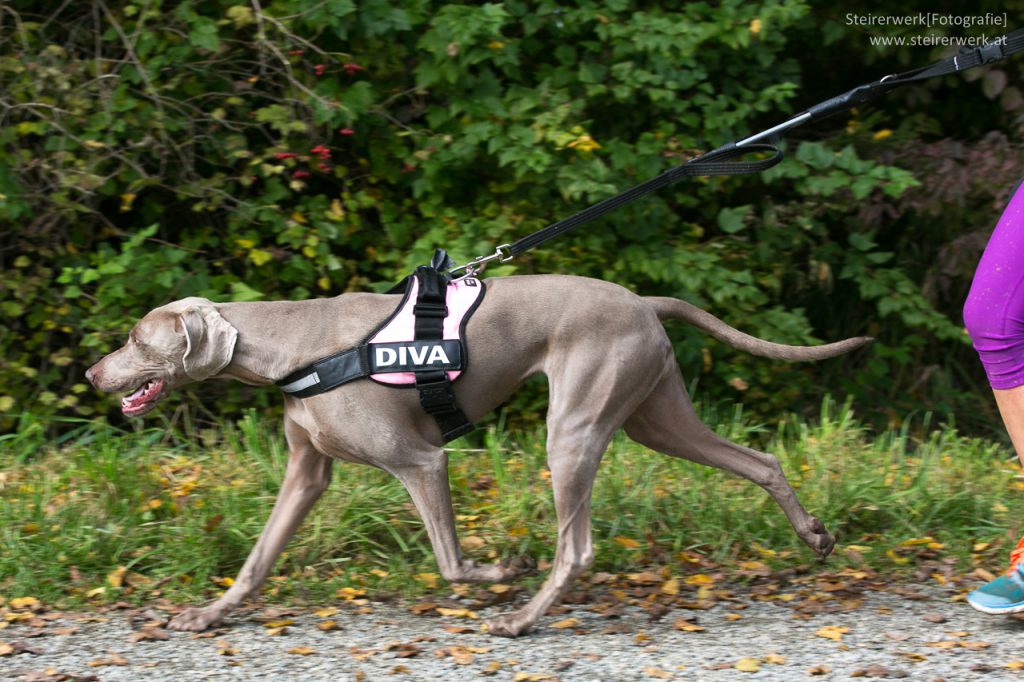 Hunde brauchen viel Auslauf und Beschäftigung