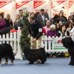 Hundeausstellung Graz Rassehunde