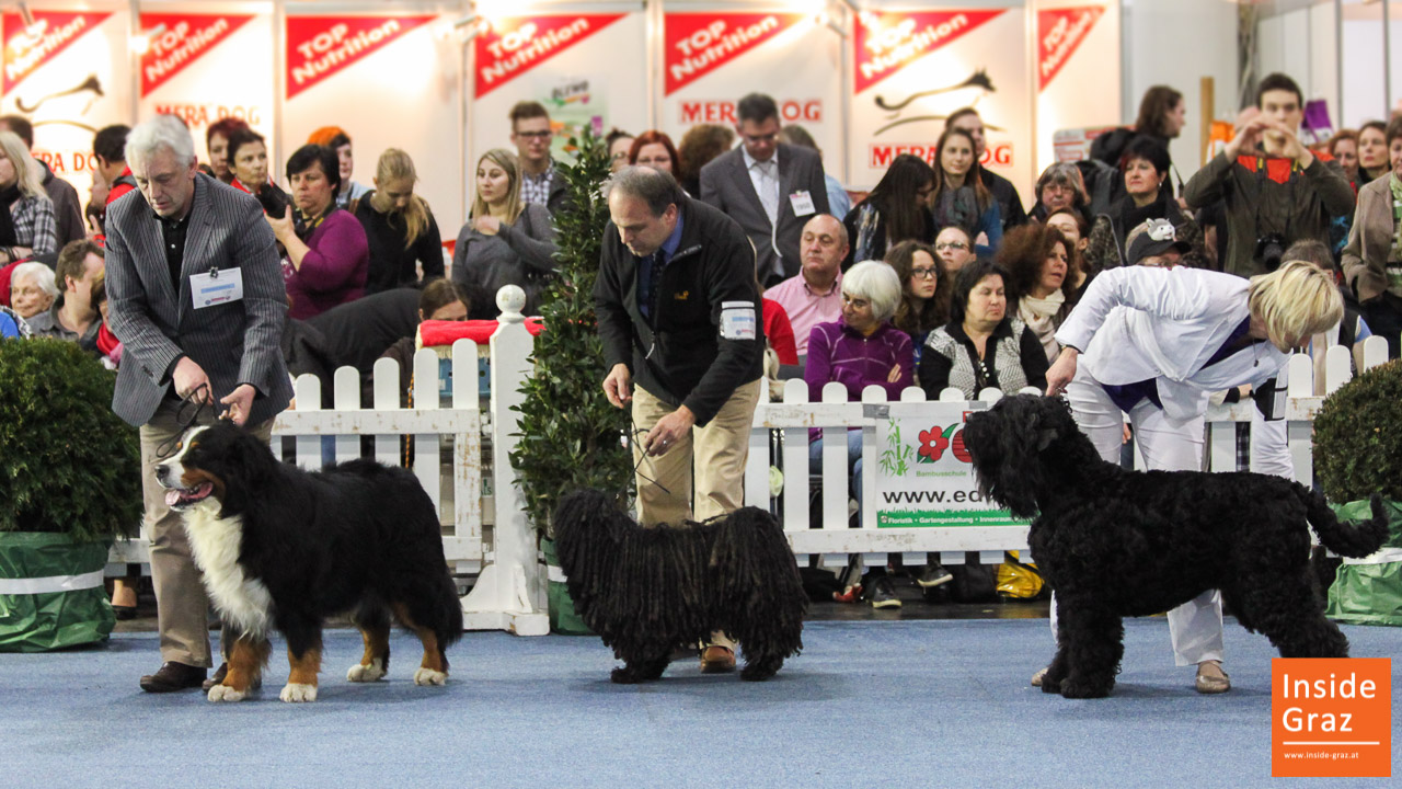 Internationale Rassehundeausstellung Graz 2020 Internationale Rassehundeausstellung Graz 2020