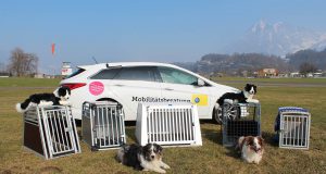 Hundeboxen Test