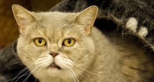 Seniorenkatze