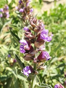 Echter Salbei, Salvia officinalis