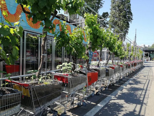 Urban Gardening Einkaufen