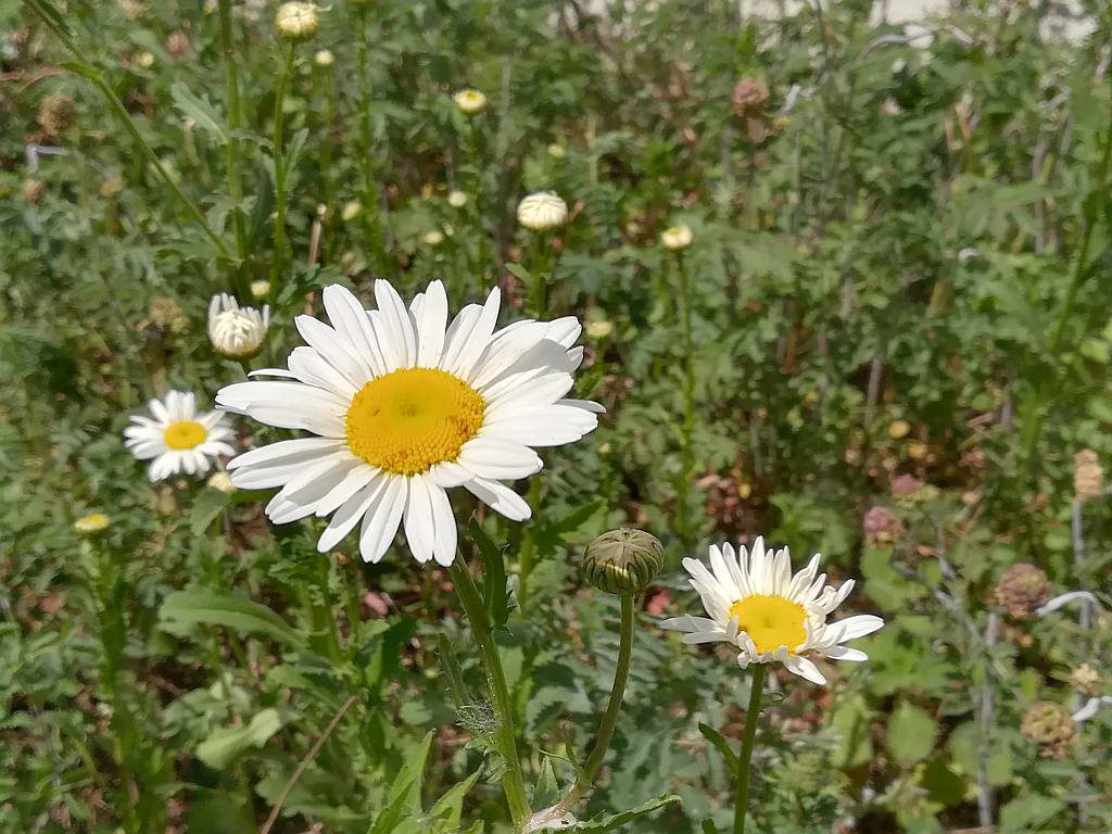 Wiesenmargarite Leucantheum vulgare