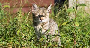 Katze entlaufen Ratgeber