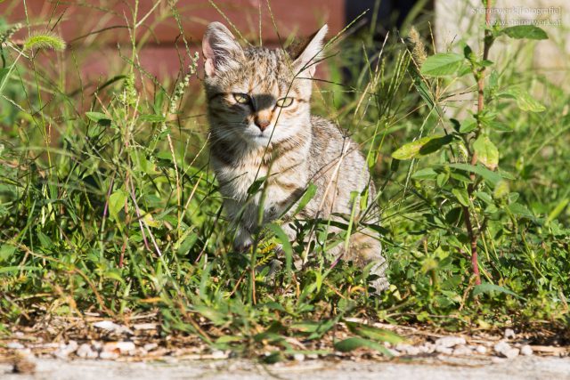 Katze entlaufen Ratgeber