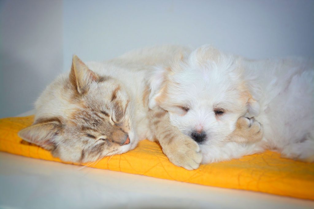 Hund oder Katze Welches Haustier passt zu mir? INSIDEGRAZ.AT