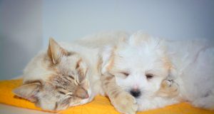 Hund Katze Haustiere