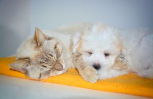 Hund Katze Haustiere