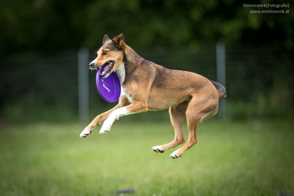 Hundewiesen in Graz