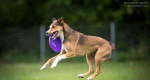 Hundewiesen in Graz