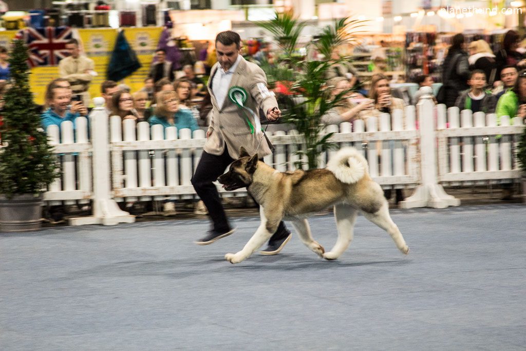 IHA Graz Husky