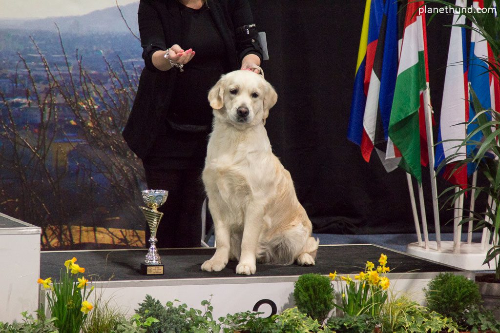 IHA Graz Golden Retriever