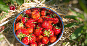 Erdbeeren Graz