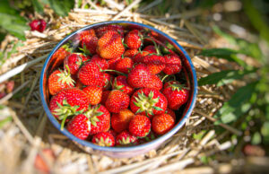 Erdbeeren Graz