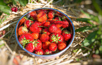 Erdbeeren Graz